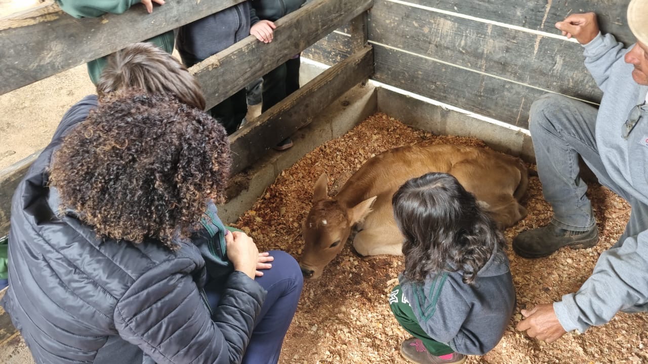 Crianças e educadores observando um bezerro na fazendinha do colégio